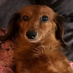 Meet your Posher, Grace